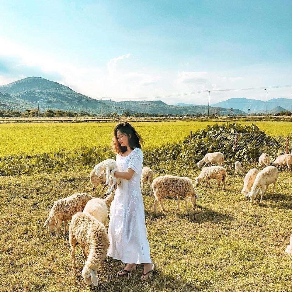 Đồng cừu An Hòa là một khu vực đồng cỏ rộng lớn nằm ở thành phố An Hòa, với cảnh quan xanh mướt và không gian rộng lớn, tạo điều kiện thuận lợi cho chăn nuôi cừu và là nguồn cung cấp thực phẩm quan trọng cho địa phương.