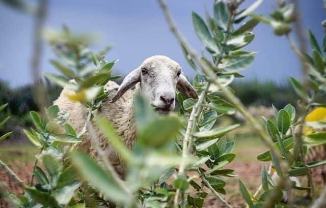 Đồng cừu An Hòa là một khu vực đồng cỏ rộng lớn nằm ở vùng quê yên bình, tươi mát và xanh tươi. Nơi đây là nơi sinh sống của đàn cừu, mang lại một cảnh quan đẹp và thu hút du khách bởi sự thanh bình và sự hài hoà giữa thiên nhiên và con người.