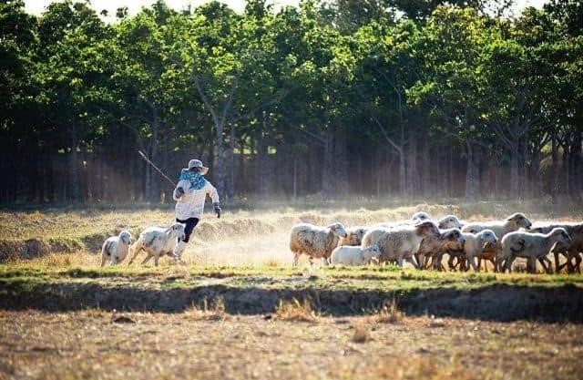 Đồng cừu An Hòa là một khu vực đồng cỏ rộng lớn nằm ở vùng quê yên bình, tươi mát và xanh tươi. Nơi đây là nơi sinh sống của đàn cừu, mang lại một cảnh quan đẹp và thu hút du khách bởi sự thanh bình và sự hài hoà giữa thiên nhiên và con người.