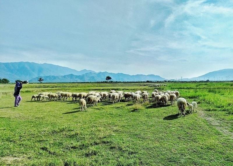 Đồng cừu An Hòa là một địa điểm du lịch nổi tiếng ở miền Nam Việt Nam, nằm ở huyện Châu Thành, tỉnh Tiền Giang. Nơi đây có một cánh đồng cừu rộng lớn, với những con cừu xinh đẹp và hiền lành. Cảnh quan tại Đồng cừu An Hòa rất đẹp, với những thảm cỏ xanh mướt và không gian yên bình, là một điểm đến lý tưởng cho những người muốn tìm hiểu và trải nghiệm cuộc sống