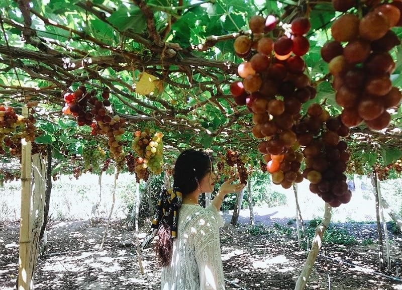 Vườn nho Thái An là một điểm đến lý tưởng để trải nghiệm và khám phá về nghề trồng nho và sản xuất rượu vang. Với không gian xanh mát và rộng lớn, vườn nho Thái An tạo ra một cảm giác thư thái và yên bình cho du khách.