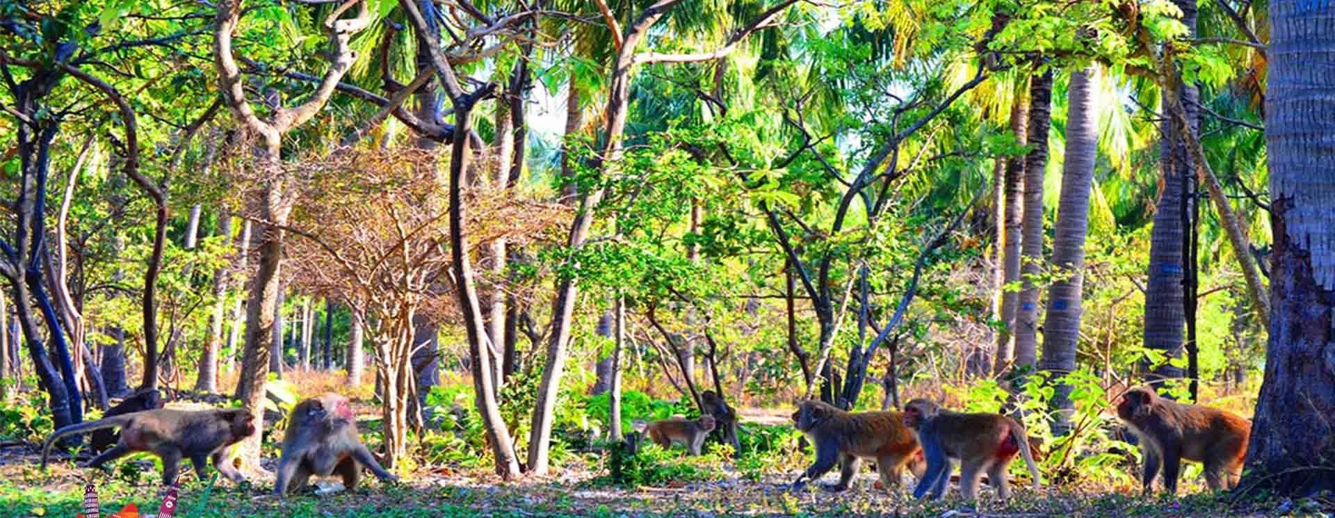 Đảo Khỉ là một khu du lịch nổi tiếng ở Khánh Hoà, nơi mà du khách có thể tận hưởng không chỉ cảnh đẹp của biển xanh mà còn được tham quan và gặp gỡ với những chú khỉ đáng yêu.